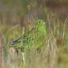 A wild Eastern Ground Parrot forages on the ground