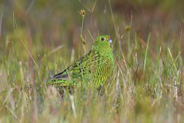 A wild Eastern Ground Parrot forages on the ground