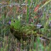 A wild Eastern Ground Parrot creeps in the grass