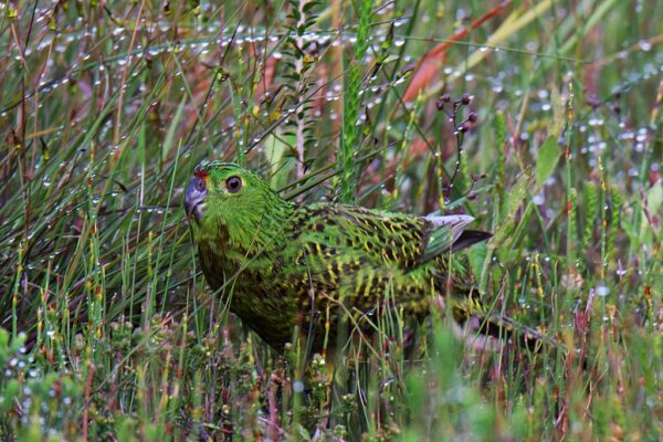 A wild Eastern Ground Parrot creeps in the grass