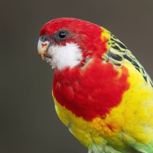 A closeup of a wild Eastern Rosella
