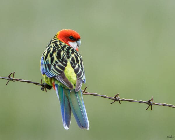 A wild Eastern Rosella perches on barbed wire