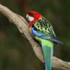 A wild Eastern Rosella perches on a limb