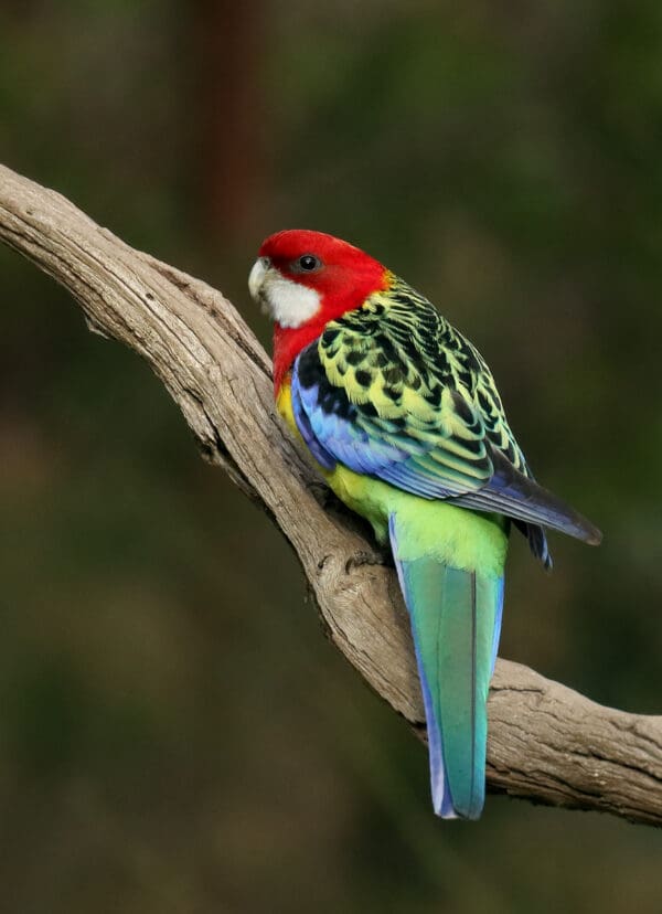 A wild Eastern Rosella perches on a limb