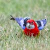 A wild Eastern Rosella forages on the ground