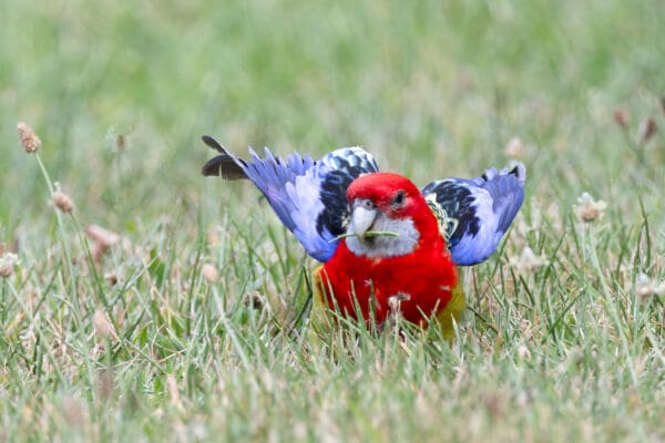 A wild Eastern Rosella forages on the ground