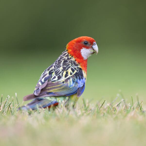 A wild Eastern Rosella forages on the ground