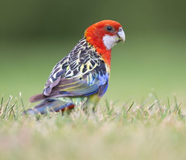 A wild Eastern Rosella forages on the ground