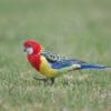 A wild Eastern Rosella forages on the ground