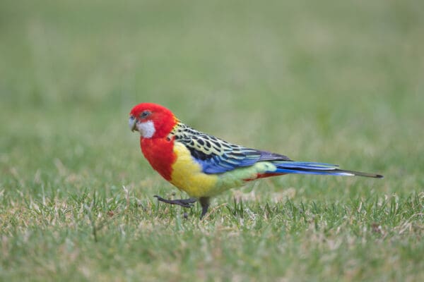 A wild Eastern Rosella forages on the ground