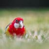 A wild Eastern Rosella forages on the ground