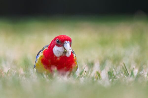 A wild Eastern Rosella forages on the ground