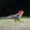 A wild Eastern Rosella forages on the ground