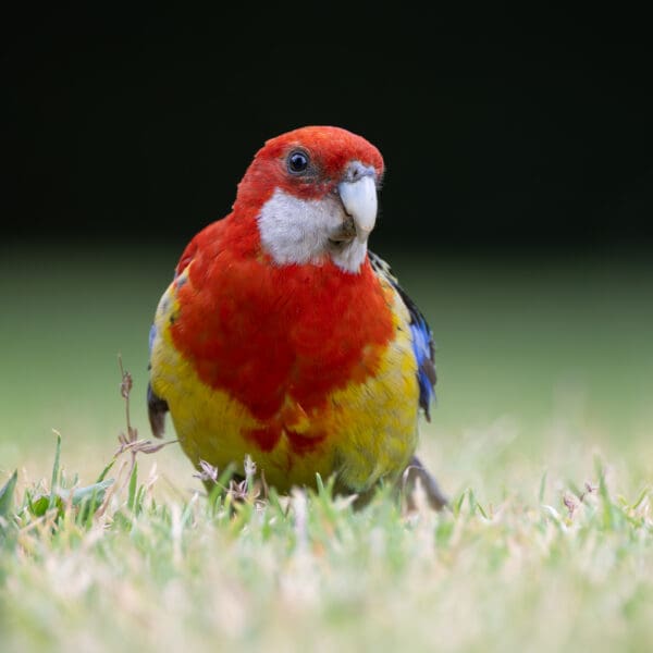 A wild Eastern Rosella forages on the ground