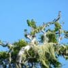 A flock of wild Echo Parakeets perches in a moss-covered tree