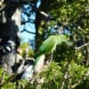 © Eliane Küpfer, CC BY-SA 4.0 via Wikimedia Commons A wild female Echo Parakeet perches in a tree