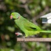 A wild male Echo Parakeet pauses at a feeding station