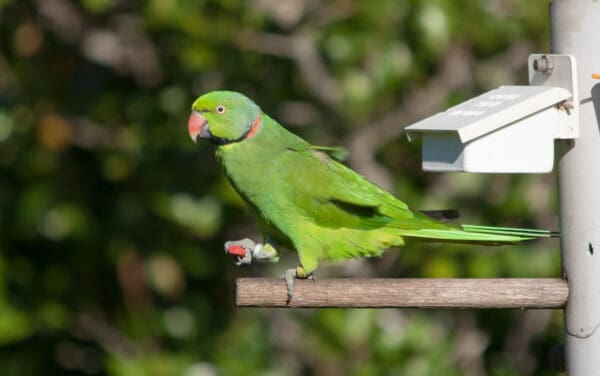 A wild male Echo Parakeet pauses at a feeding station