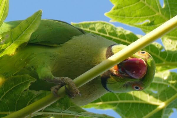 A wild Echo Parakeet chews on a branch