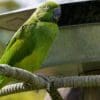 A wild female Echo Parakeet sits at a feed hopper