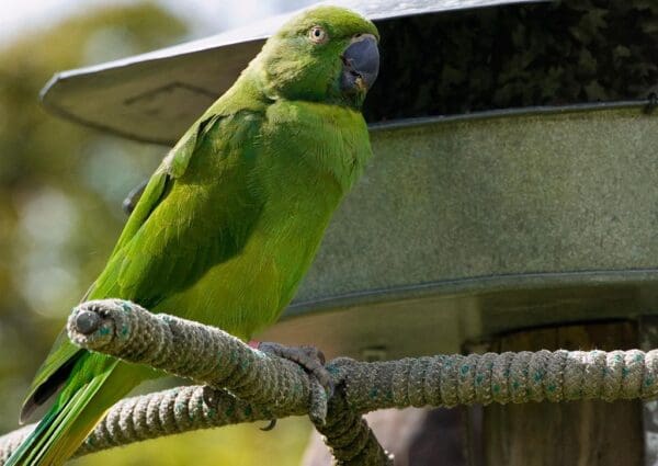 A wild female Echo Parakeet sits at a feed hopper