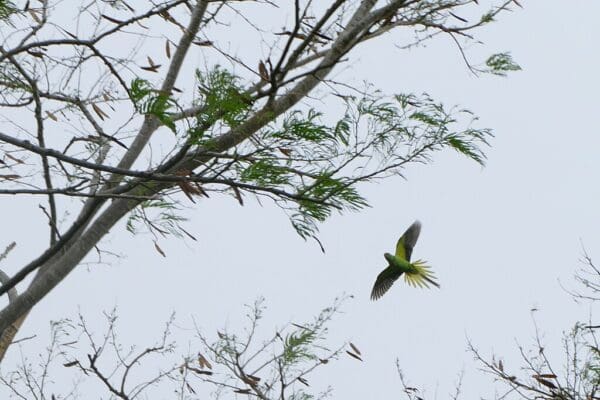 A wild Echo Parakeet takes flight