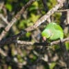 A wild male Echo Parakeet peers at something interesting