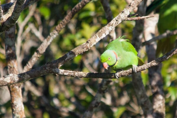 A wild male Echo Parakeet peers at something interesting