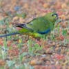 A wild Elegant Parrot forages on the ground