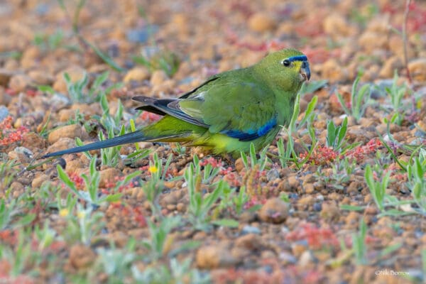 A wild Elegant Parrot forages on the ground
