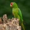© Corey Raffel A wild Finsch's Conure perches on a snag