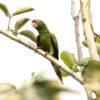 A wild Finsch's Conure perches in a tree