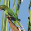 A wild Finsch's Conure perches on a stump