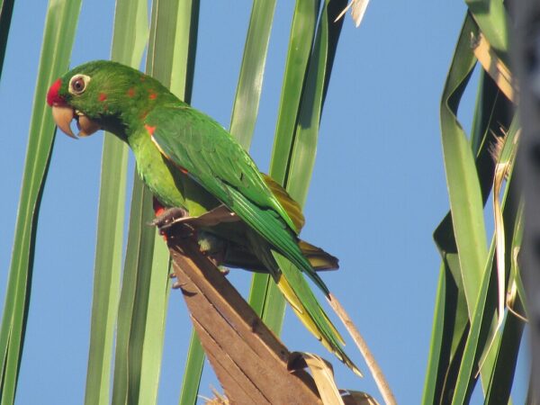 A wild Finsch's Conure perches on a stump