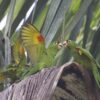 Wild Finsch's Conures interact