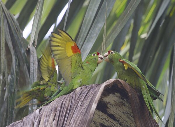 Wild Finsch's Conures interact