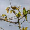 © Hans Norelius CC BY 2.0 via Flickr A wild Finsch's Conure perches in a tree