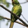 A wild Finsch's Conure perches on a branch