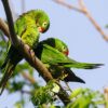 Wild Finsch's Conures preen