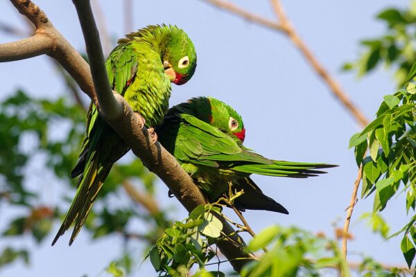 Wild Finsch's Conures preen