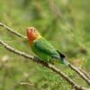 A wild Fischer's Lovebird perches in a tree