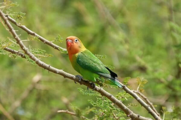 A wild Fischer's Lovebird perches in a tree