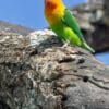 A wild Fischer's Lovebird perches on a tree trunk