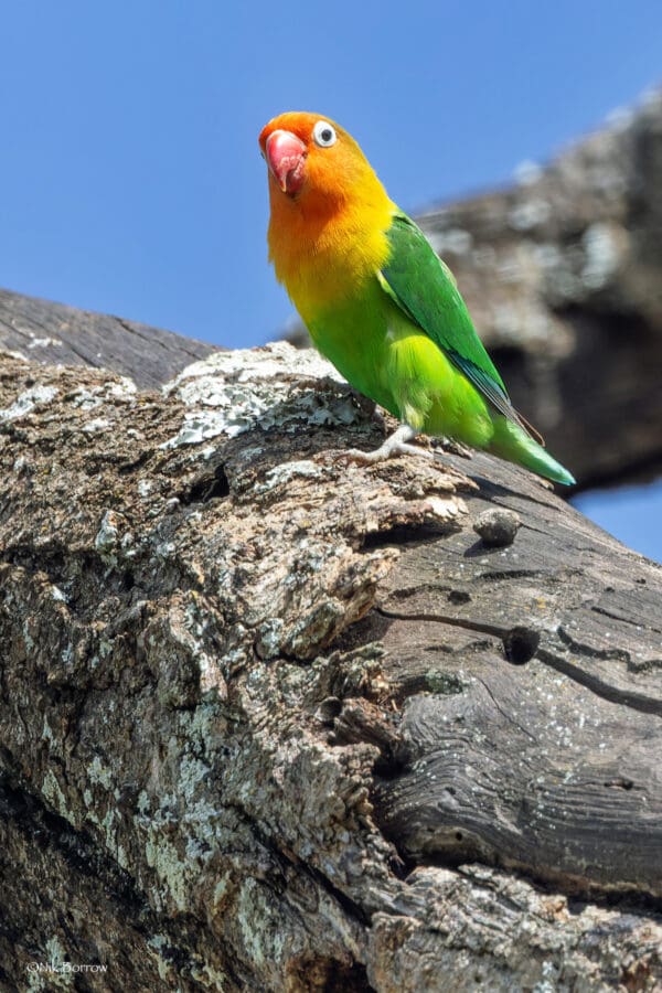 A wild Fischer's Lovebird perches on a tree trunk