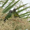 © Corey Raffel Wild Dusky-headed Conures perch in a palm tree