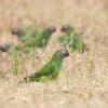 © Corey Raffel Wild Dusky-headed Conures forage in grassy terrain