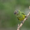 © Corey Raffel A wild Dusky-headed Conure perches on a branch