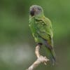 © Corey Raffel A wild Dusky-headed Conure perches on a branch
