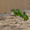 © Corey Raffel Wild Dusky-headed Conures near a watering hole