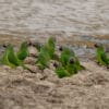 © Corey Raffel Wild Dusky-headed Conures near a watering hole